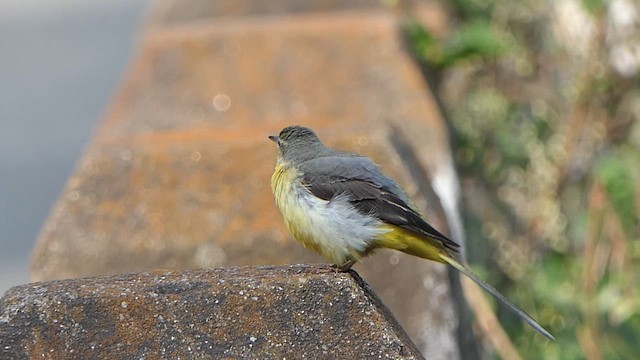 Gebirgsstelze - ML648225427