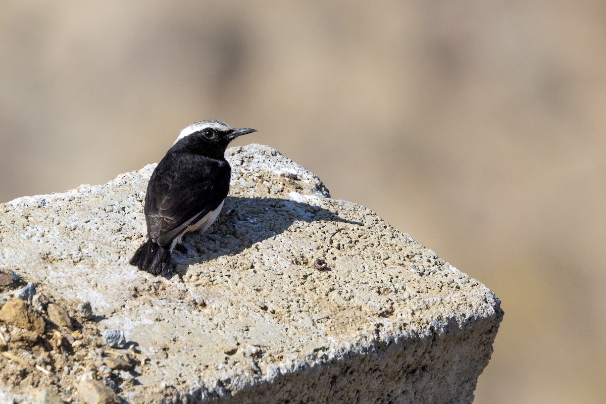 Arabian Wheatear - ML648225437