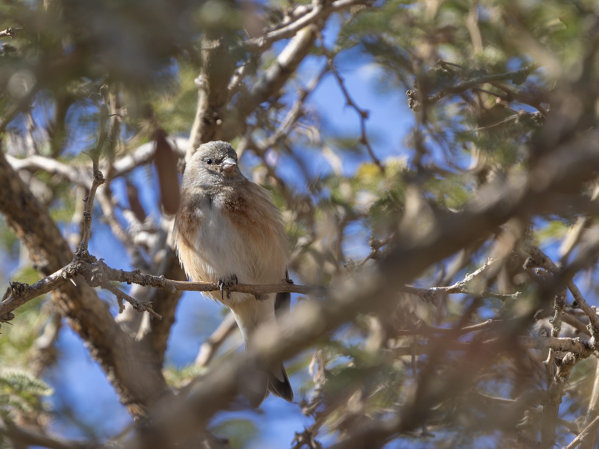 Yemen Linnet - ML648225446