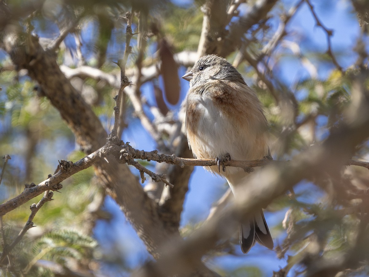 Yemen Linnet - ML648225448