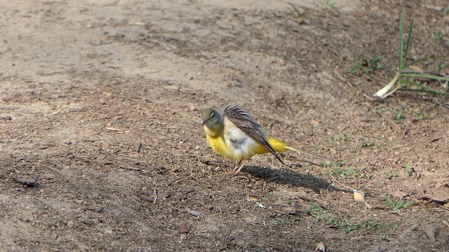 Gebirgsstelze - ML648225451