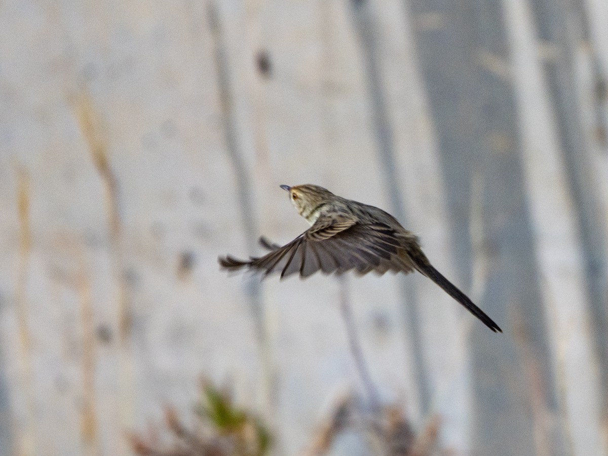 Graceful Prinia - ML648225498