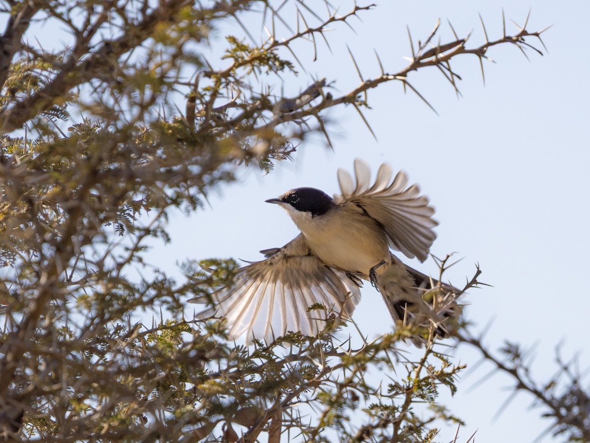 Arabian Warbler - ML648225508