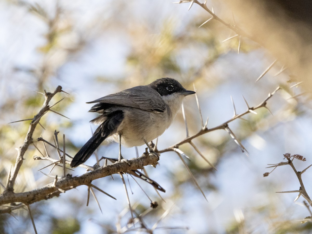 Arabian Warbler - ML648225514