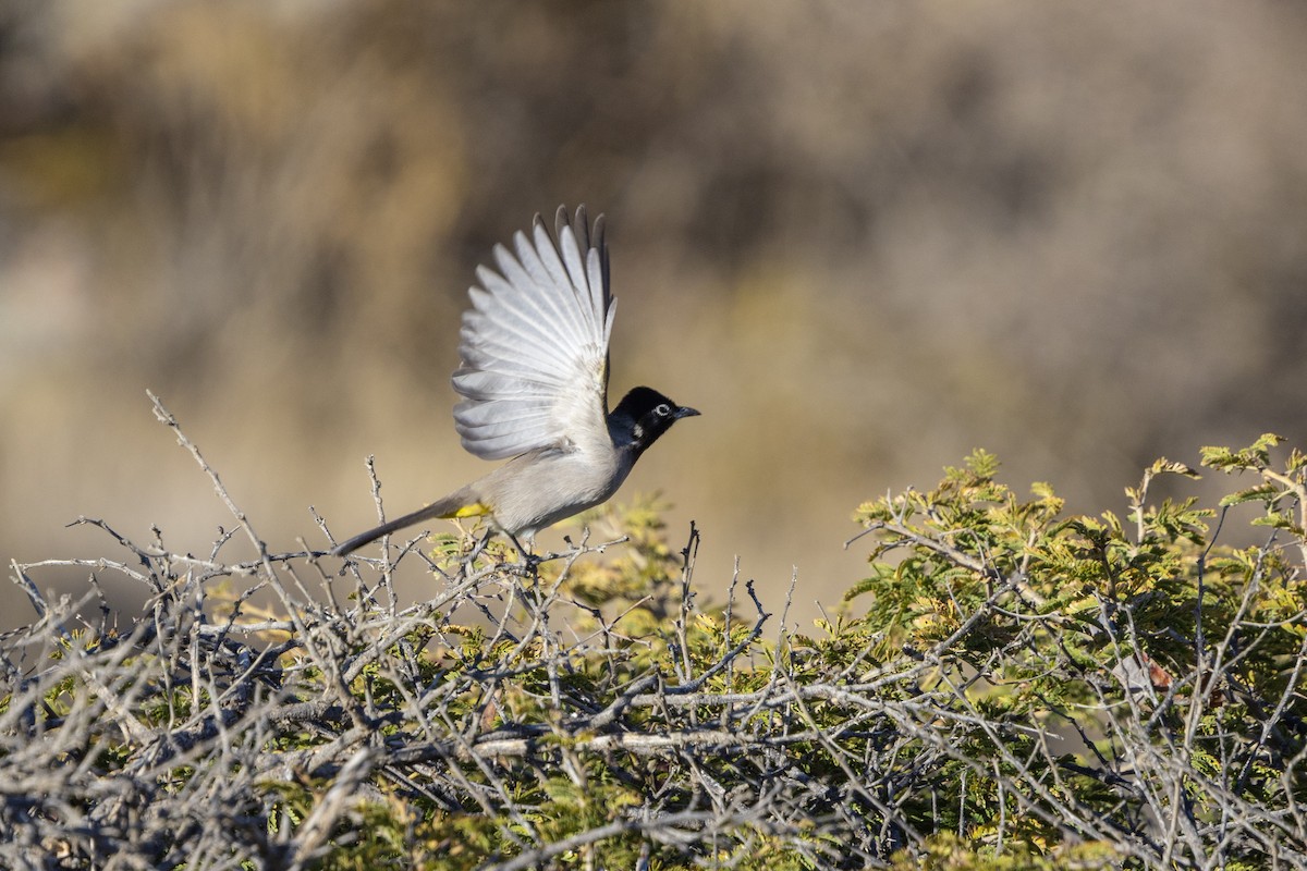 White-spectacled Bulbul - ML648225552