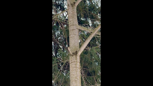 Chupasavia Norteño - ML648226002