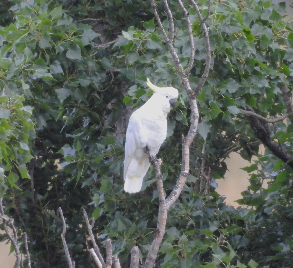 Sulphur-crested Cockatoo - ML648227432
