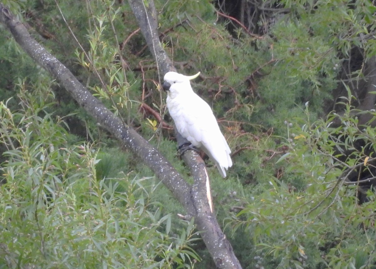 Sulphur-crested Cockatoo - ML648227433
