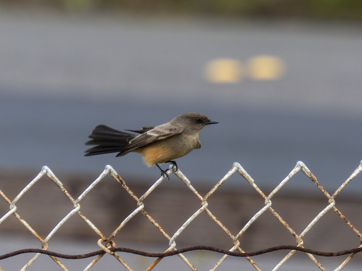 Say's Phoebe - ML648227723