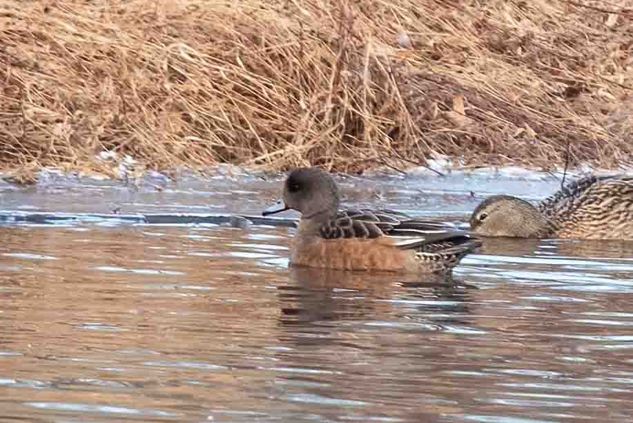 American Wigeon - ML648227778
