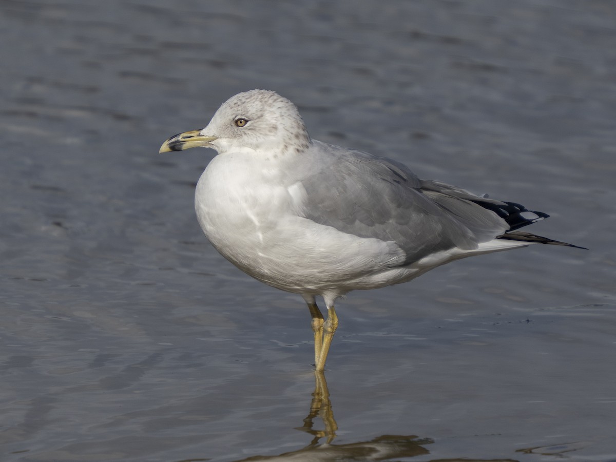 Ring-billed Gull - ML648227791
