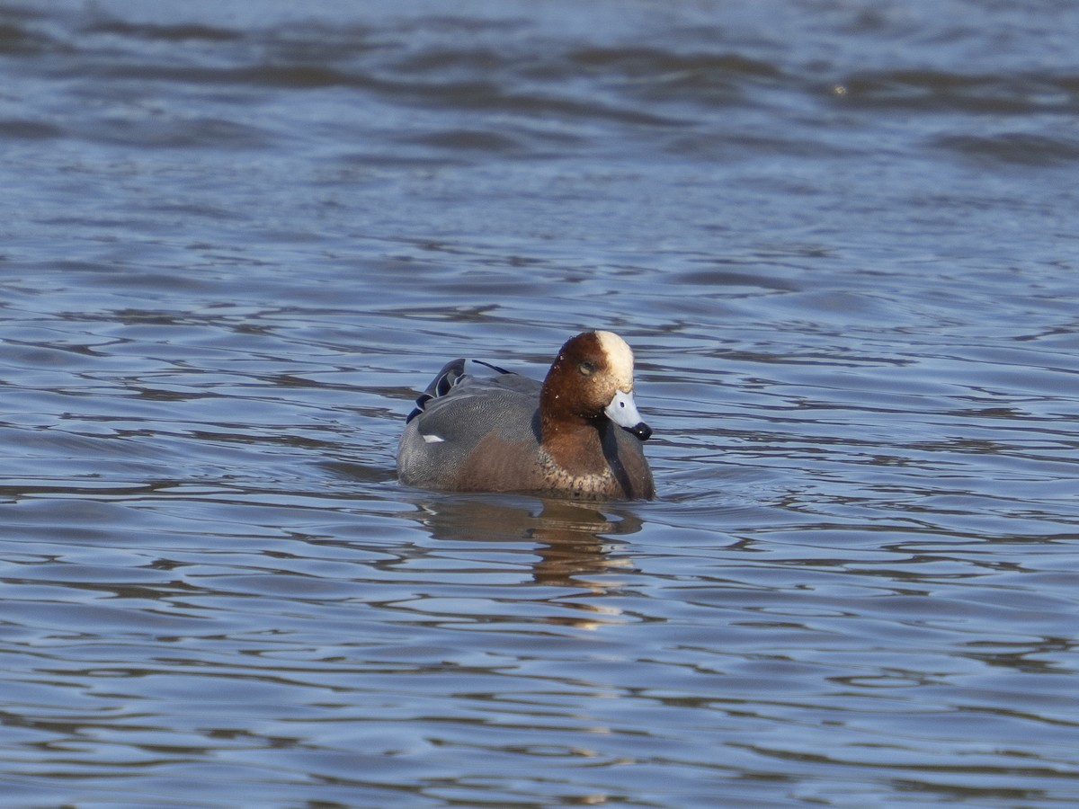 Eurasian Wigeon - ML648227833