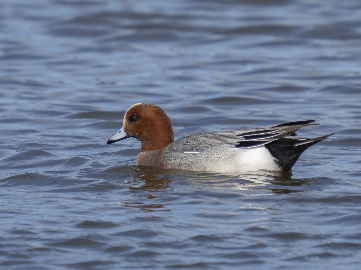 Eurasian Wigeon - ML648227839