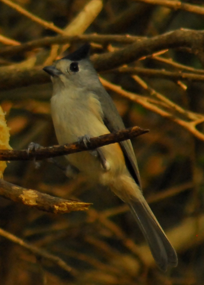 sýkora černochocholatá - ML648227866