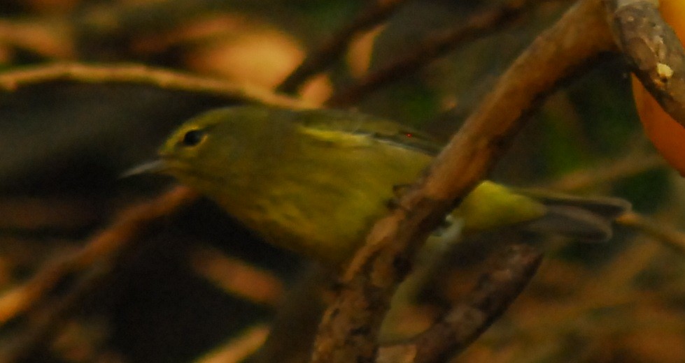 lesňáček hvězdičkový - ML648227877