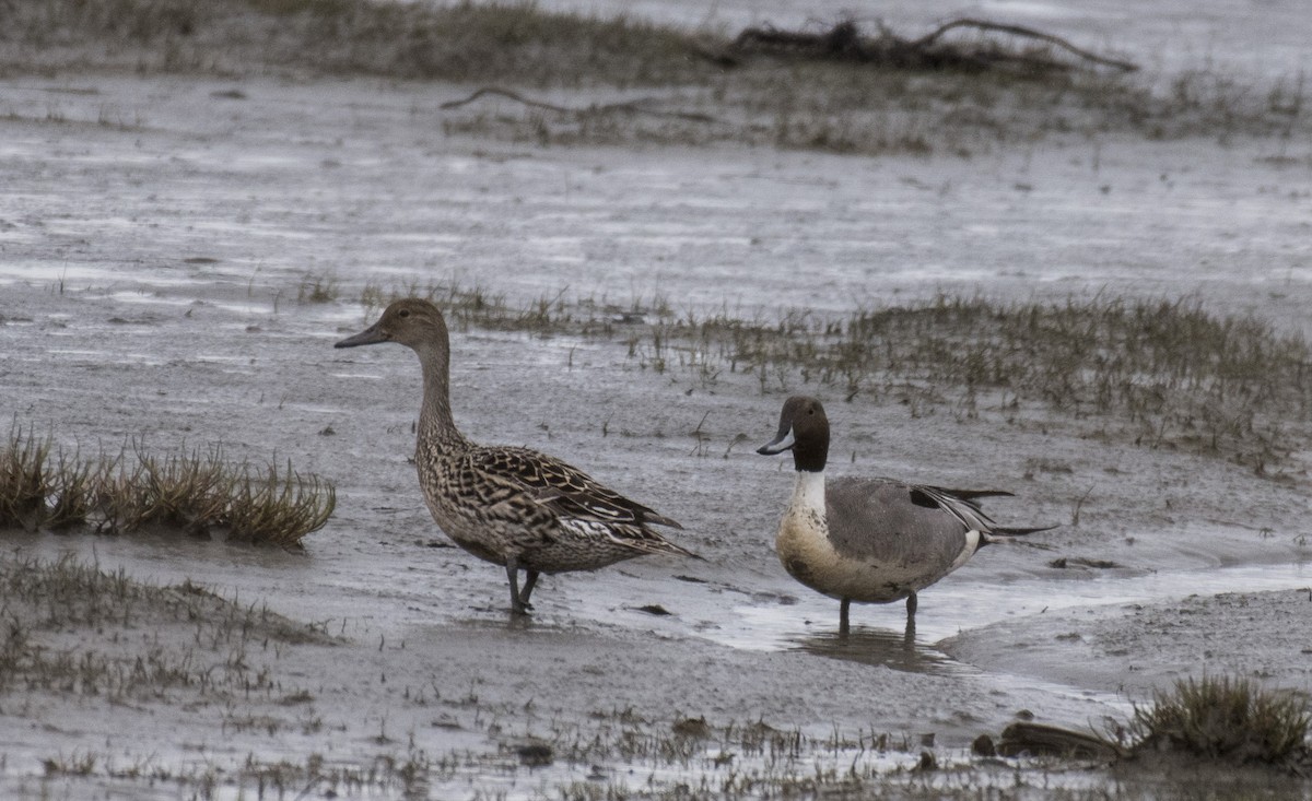 Codone - ML648228012