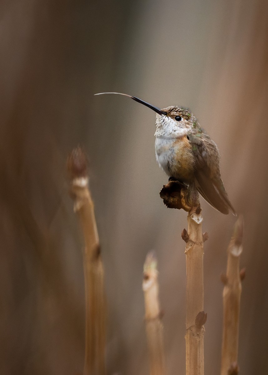 Pennsylvania Bird Atlas Checklist - 3 Jan 2026 - stakeout Rufous ...