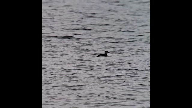 Murgil lepagorria - ML648228464