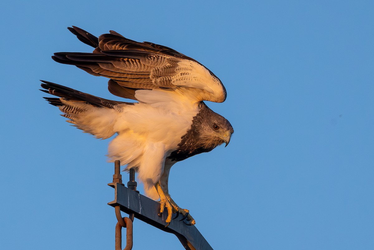 Black-chested Buzzard-Eagle - ML648228809