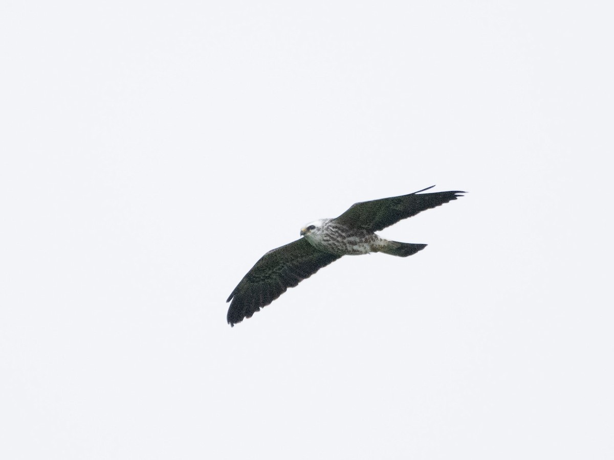 Mississippi Kite - ML648229123