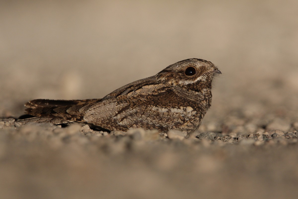 Eurasian Nightjar - ML64822941