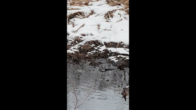 ウタスズメ - ML648229781