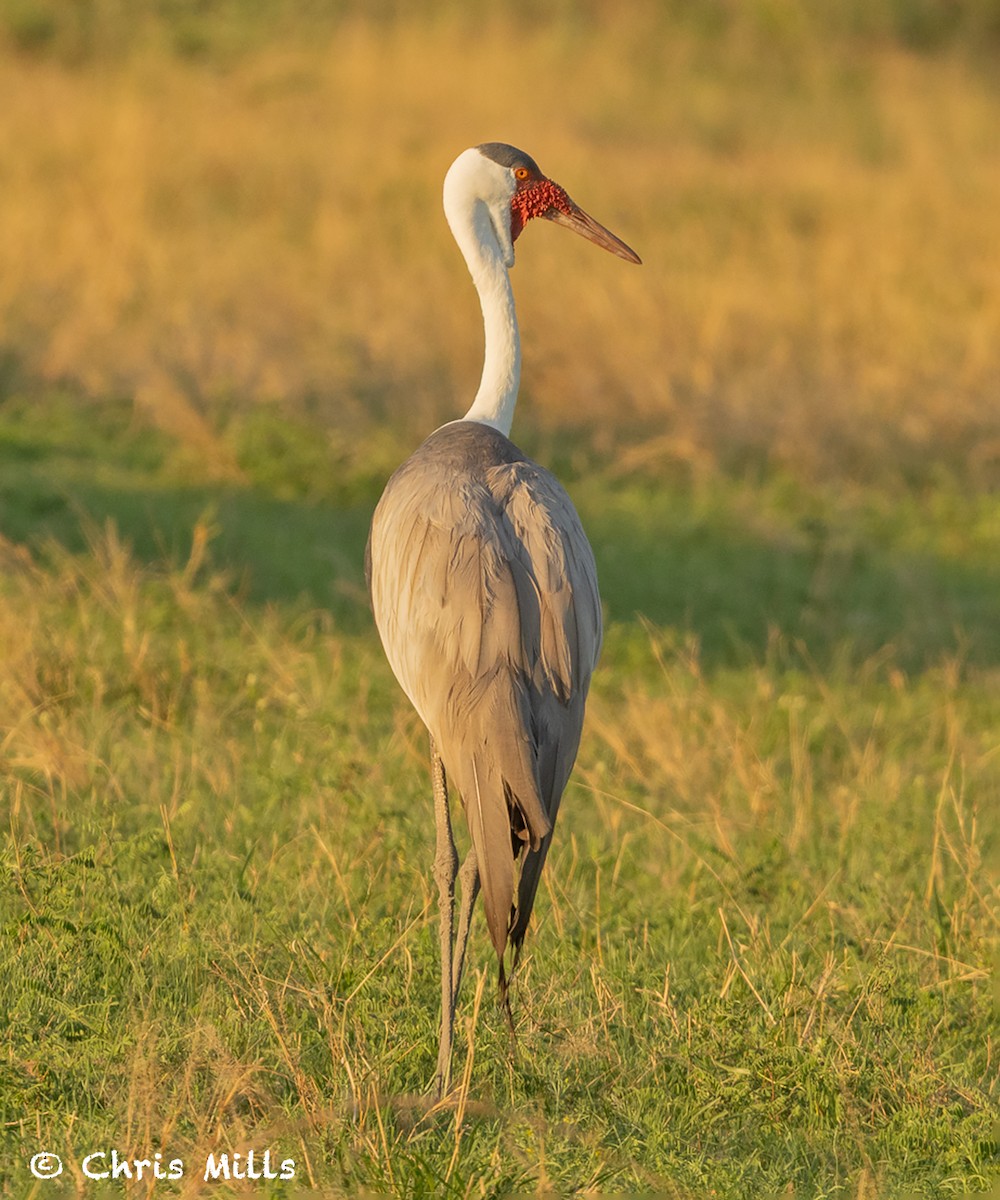 Grue caronculée - ML648230200