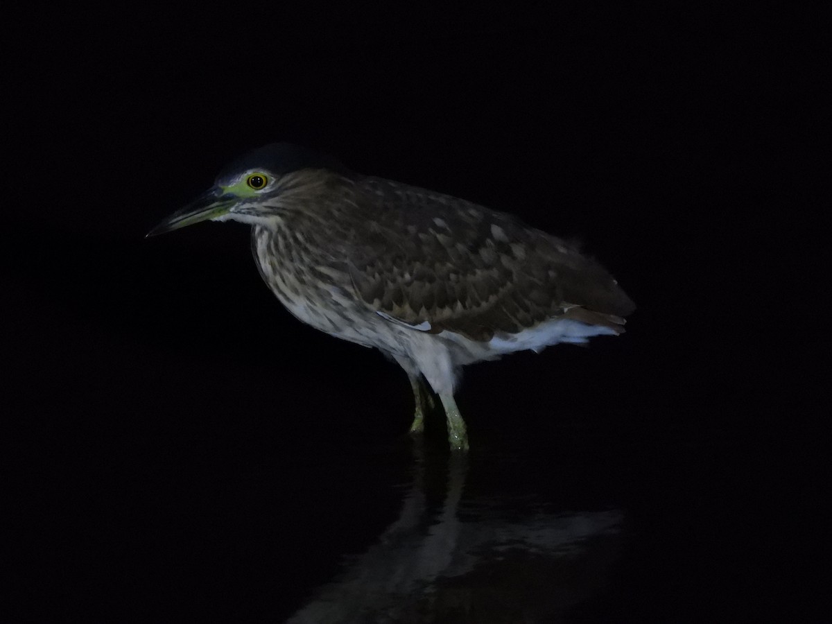 Квак каледонський - ML648230778