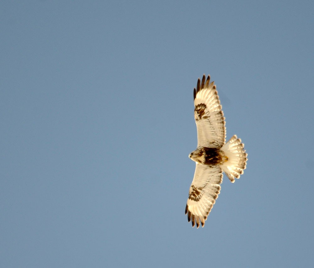 עקב מכנסיים - ML648230789