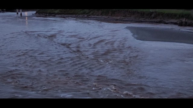 Western Grebe - ML648231431