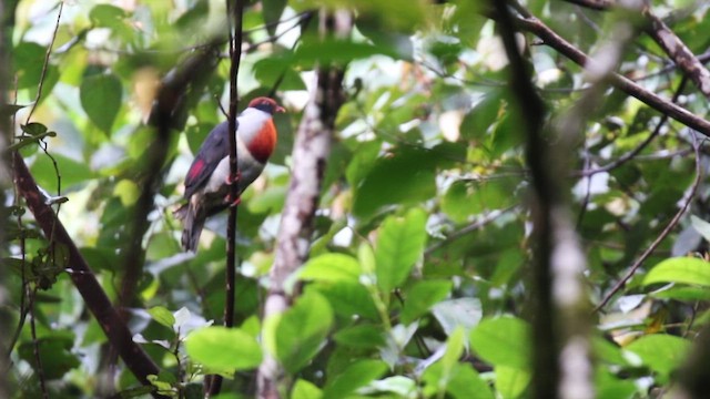 Flame-breasted Fruit-Dove - ML648231976