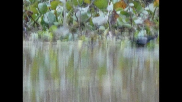 アメリカオシ - ML648232594