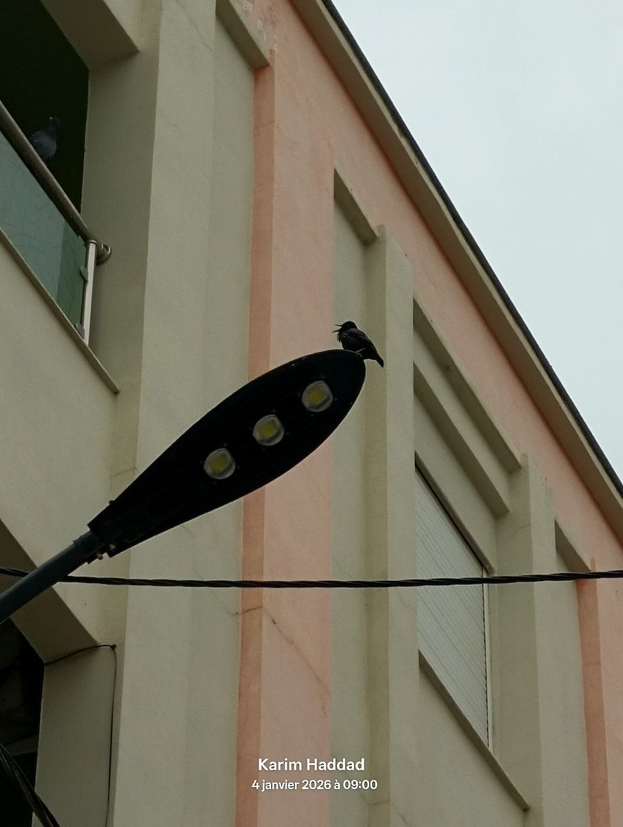 Spotless Starling - ML648233446