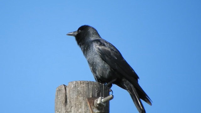 Fish Crow - ML648233601
