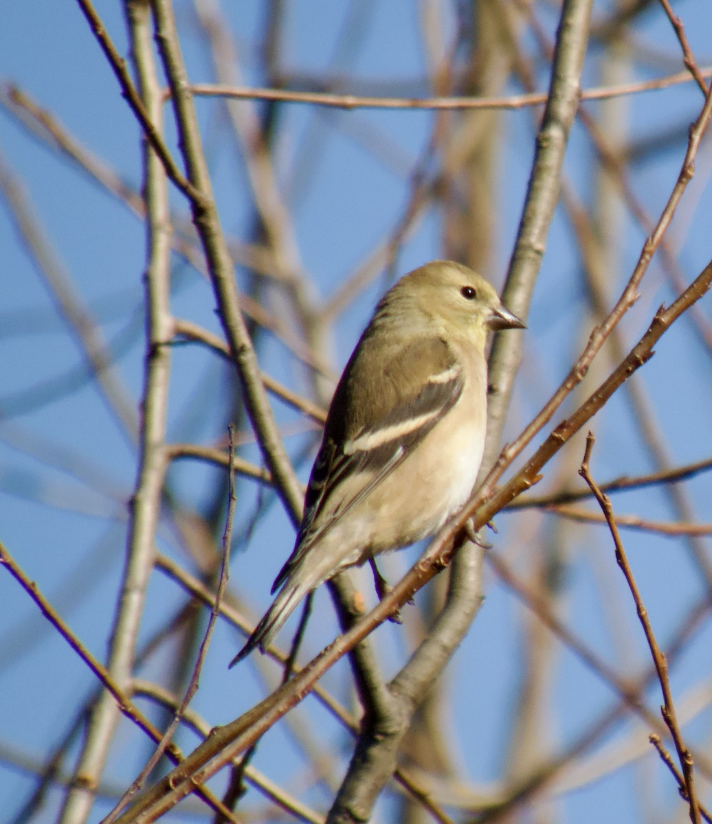 Американский чиж - ML648233897