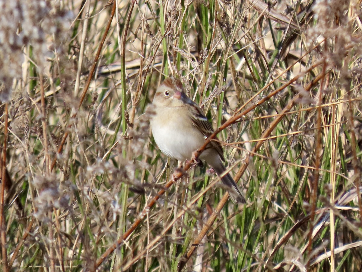Полевая малая овсянка - ML648233925