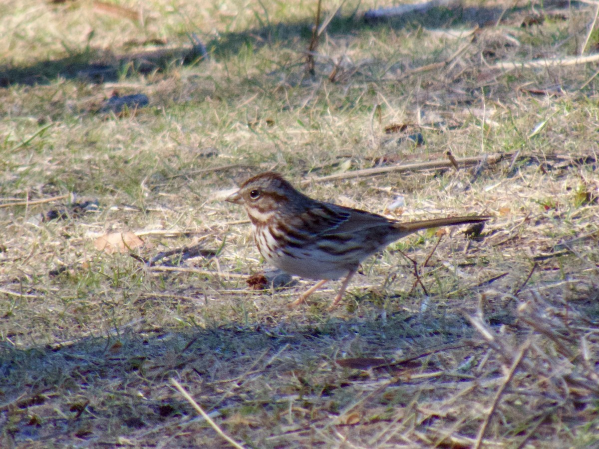 Певчая овсянка - ML648233964