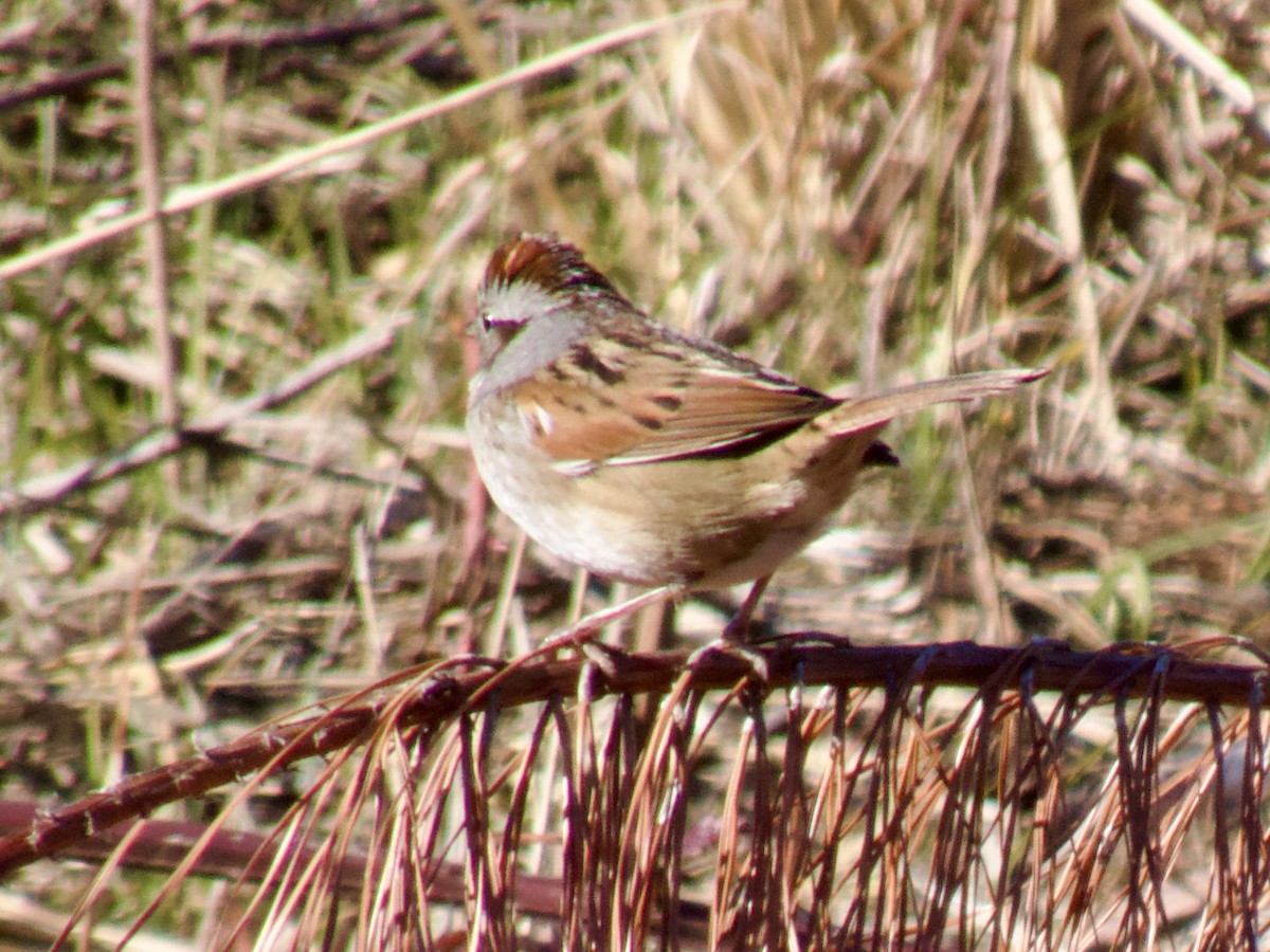 Болотная зонотрихия - ML648234004