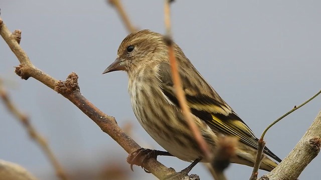 マツノキヒワ - ML648234112