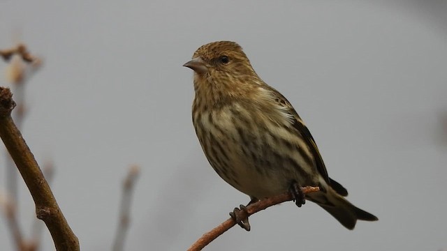 マツノキヒワ - ML648234114