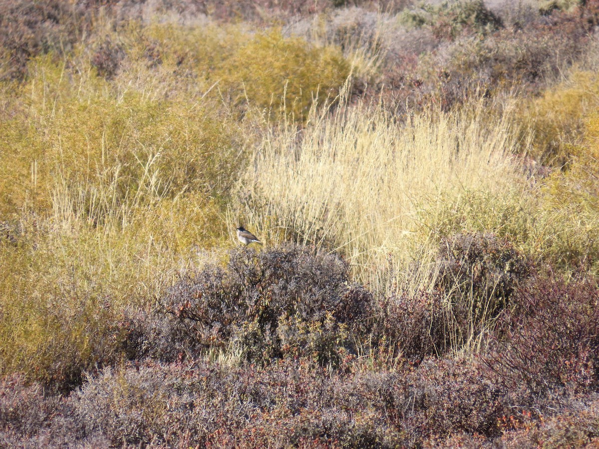 Karoo Chat - ML648234574