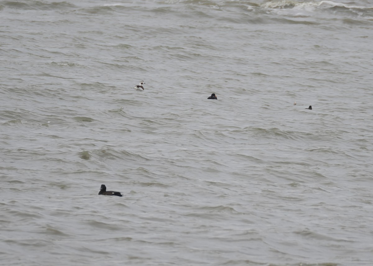 Long-tailed Duck - ML648234623