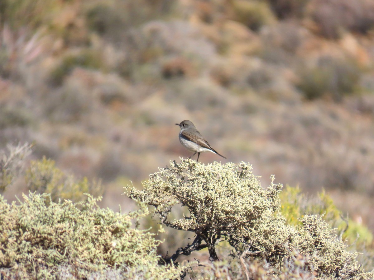 Karoo Chat - ML648234625