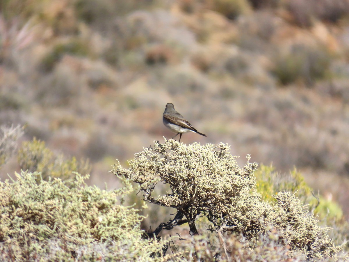 Karoo Chat - ML648234628