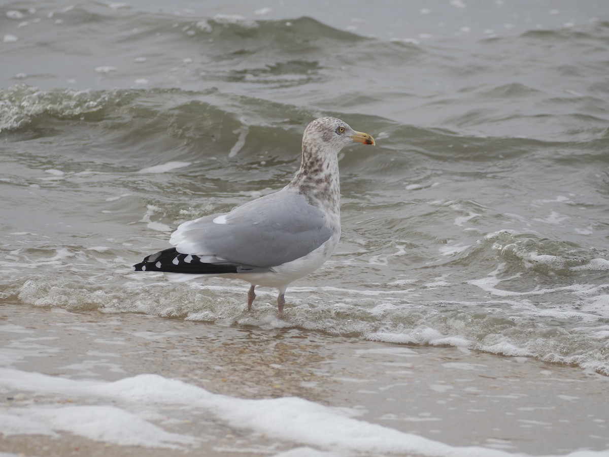 American Herring Gull - ML648234900