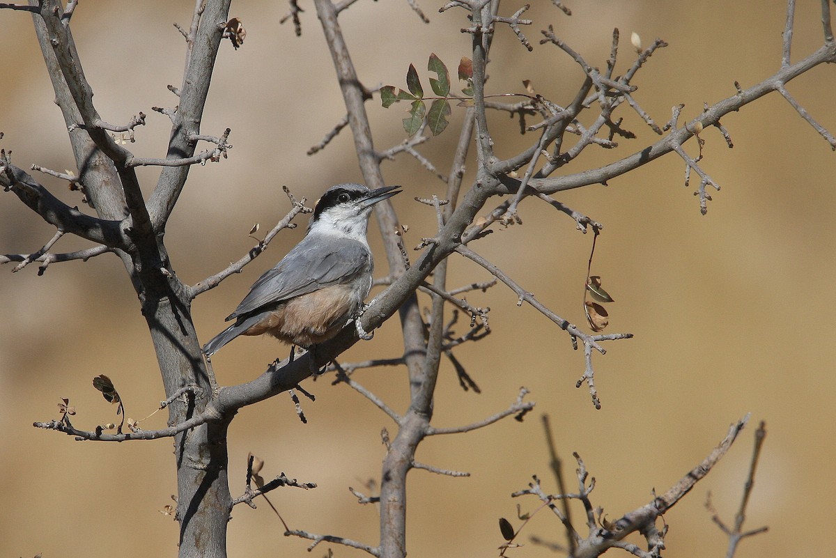 Eastern Rock Nuthatch - ML64823491