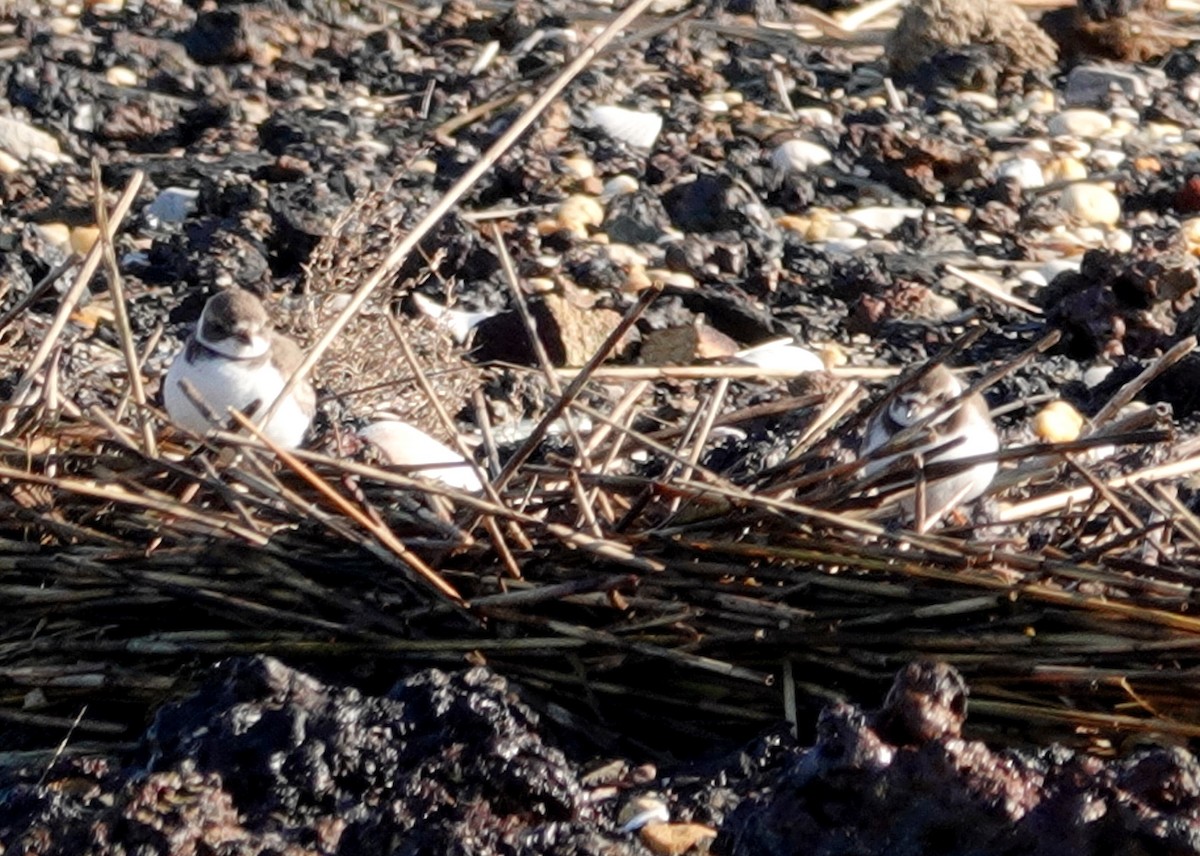 kulík kanadský - ML648235179