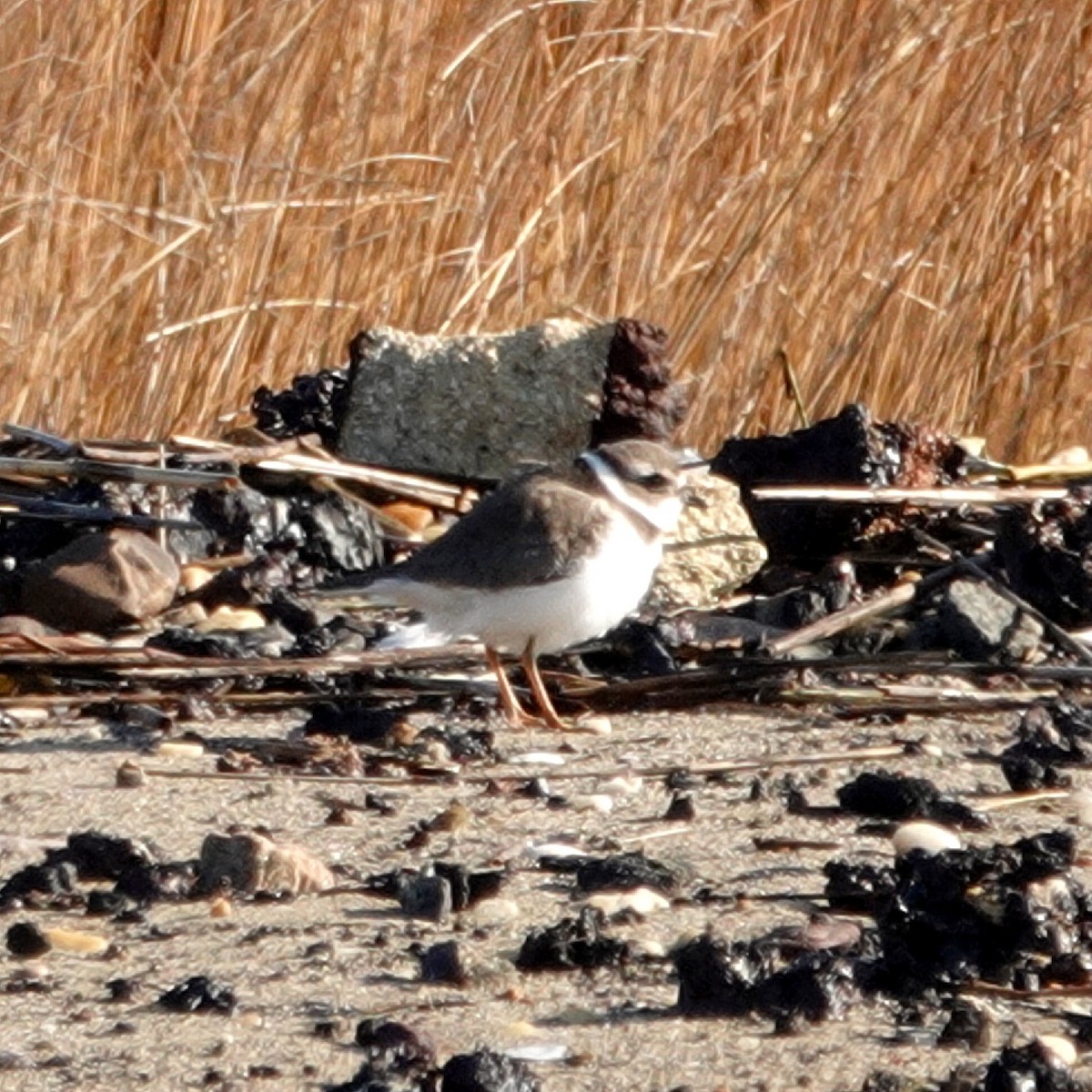 kulík kanadský - ML648235181