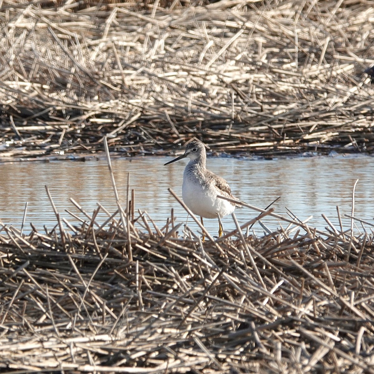 vodouš velký - ML648235210