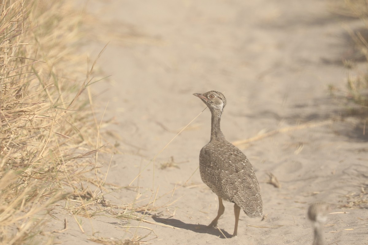 White-quilled Bustard - ML648235502